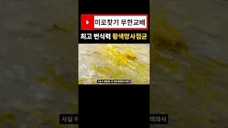 뇌가 없는 생명체 가 미로를 해결하는 충격적인 방법 