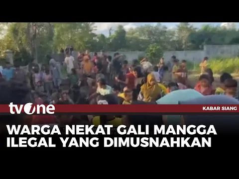 Warga Serbu Mangga Ilegal Sitaan yang Sudah Dikubur