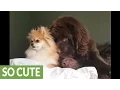 Adorable snuggle party for trio of dogs