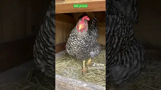 دجاجة بلايموث روك الأمريكية Chicken  دجاجة بلايموث روك الأمريكية Chicken