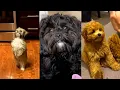 Aww Cute Puppies doing funny things - Shih Poo breed s Compilation 2020