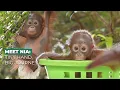 Download Lagu Baby Orangutan Nia Takes Her First Steps