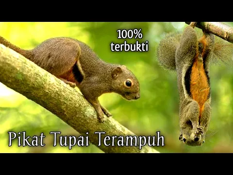 Download MP3 SUARA PIKAT TUPAI TERAMPUH (Di Jamin Langsung Datang)