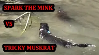 Spark Catching a Particularly Tricky Muskrat