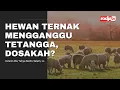 Download Lagu Hewan Ternak Mengganggu Tetangga, Dosakah? - Ustadz Abu Yahya Badru Salam, Lc.