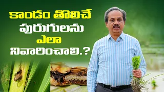 కాండం తొలిచే పురుగులను ఎలా నివారించాలి.? #manaraithumanasalahalu #paddycrop #agriculture #farming