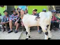 Download Lagu 400 ribu !! Bakalan Komploh Super Jadi Tontonan !! Pasar Kambing Tuban 