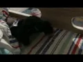 Monkey Butt cheeks part 2