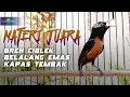 Download Lagu MASTERAN KONIN FULL ISIAN MEWAH - KOLIBRI NINJA FULL MATERI PILIHAN