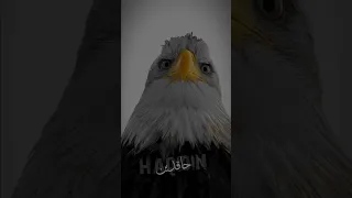 نشيد اسلامي كبروا الله أكبر لا تهابوا الحاقدين 