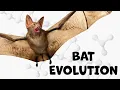 Why Bats are the Only Mammals That Can Truly Fly