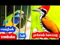 Download Lagu cucak cungkok gacor tembakan pelatuk bawang rapat Full tembkan