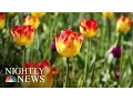 Michigan Town Celebrates Spring With 4 500 000 Tulips NBC Nightly News