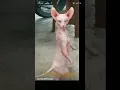 Download Lagu ka kk kkk kk kj kk