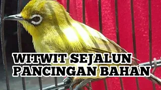 Download SEJALUR WIT WIT NGALUN PANJANG SYAHDU MASTERAN PANCINGAN PLECI BAHAN MP3