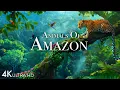 Lagu Animals of Amazon 4K - Animals That Call The Jungle Home | Amazon Rainforest |Scenic Relaxation Film