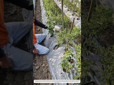 Securing Garden Beds: How Manual Pegs Transform Loose Mulch into a Neat Finish
