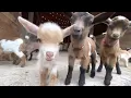 LITTIE SHEEPS I KIDS TV - FUNNY ANIMALS I SHEEP