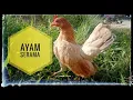 Download Lagu SUARA AYAM BETINA MEMANGGIL JANTAN (NGEKEK)🐔🐓