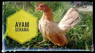 Download SUARA AYAM BETINA MEMANGGIL JANTAN (NGEKEK)🐔🐓 MP3