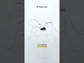 This is NOT a Spider