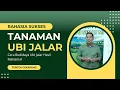 Lagu Bayu Diningrat ~ Cara Budidaya Ubi Jalar Hasil Maksimal