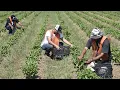 Farm Run By Inmates Saves Taxpayers 1 Million Each Year Localish