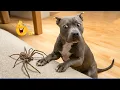Best Of The 2026 Funny Animal s The Funniest Animals That Will Make You Laugh Crazy