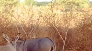 تزاوج الحمير تزاوج الحيوانات حياه بريه 