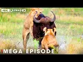 Download Lagu Ultimate Predators: When Lion Attack Ep. 3 | MEGA EPISODE | Nature Animal Documentary