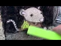 Street Art Mouse