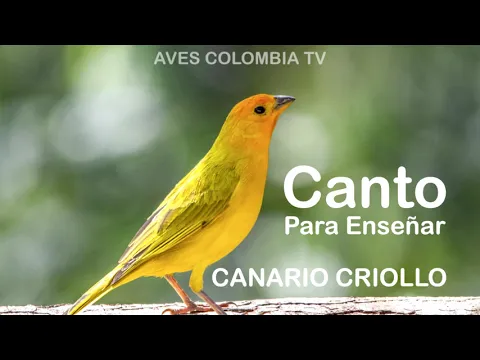 Download MP3 Canto de CANARIO CRIOLLO Para Enseñar