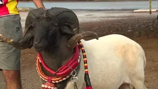 بالفيديو  مصارعة الكباش في تونس دندنها