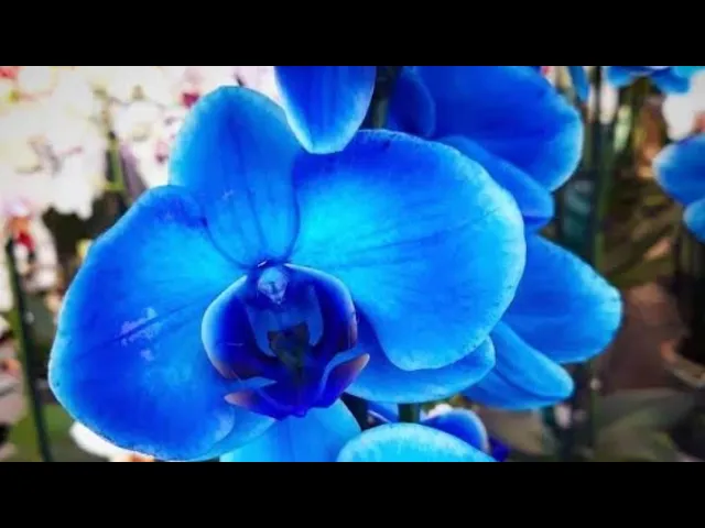 CURIOSIDADES SOBRE ORQUÍDEAS ORQUÍDEA AZUL EXISTE?