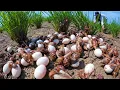 Download Lagu BEST amazing, Harvest a lot of duck egg and snail at rice field by hand a female farmer