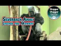 Download Lagu Tiny Monkey, Giant Gorilla Friendship in Action