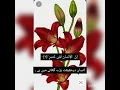 Download Lagu Mishary Rashid Alafasy. Surah Asr with turjuma Urdu/ English