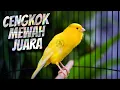 Download Lagu CENGKOK JUARA BIKIN MAHAL - MASTERAN KENARI ISIAN BLACKTHROAT GACOR SUARA JERNIH FAVORITE JURI