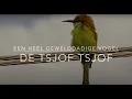 Lagu De Tsjof Tsjof. Een heel gewelddadige vogel.