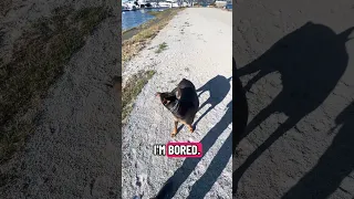 .. #fyp #dream #youtube #pets #doberman