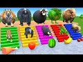 Download Lagu Long Slide Game With Cow Elephant Gorilla Hippopotamus Tiger 3d Animal Game Funny 3d Animals