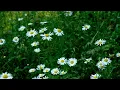 Jarrett : Jasmine - III. No Moon At All