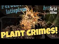 Why I never buy plants at Bunnings and where I get them instead