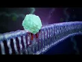 DNA Damage Response