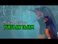 Lagu masteran murai batu GACOR full isian tembakan buat murai batu gacor agar bunyi dan jadi jawara