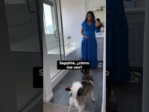 POV: Sapphie la Pomsky decide tu outfit 👗🐾 #throwbackshorts