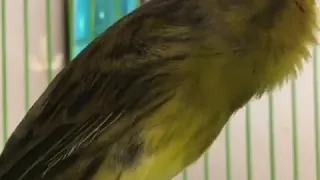 أحسن تغريد الكناري في المغرب 