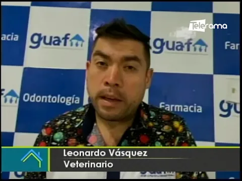 Obesidad en mascotas