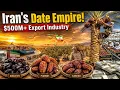 The Amazing Journey of Iranian Dates Farming Processing Export