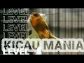 Download Lagu Masteran Cililin dan Gemercik air mudah masuk